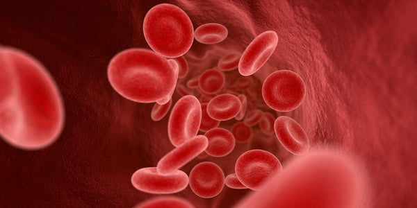 How Blood Flow Affects Endurance